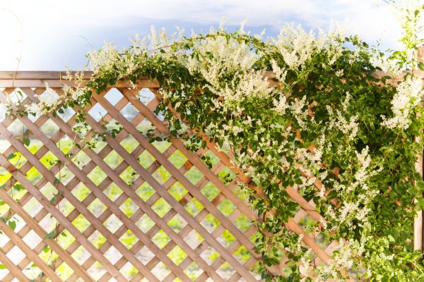 Lattice Repair in Metairie