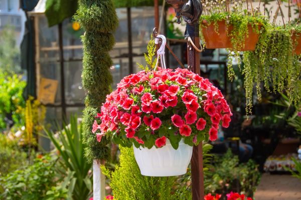 Hanging Planter Installation in Metairie
