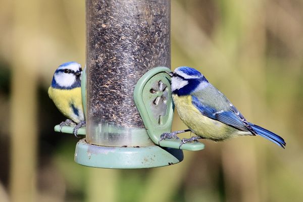 Bird Feeder Mounting Service in Metairie