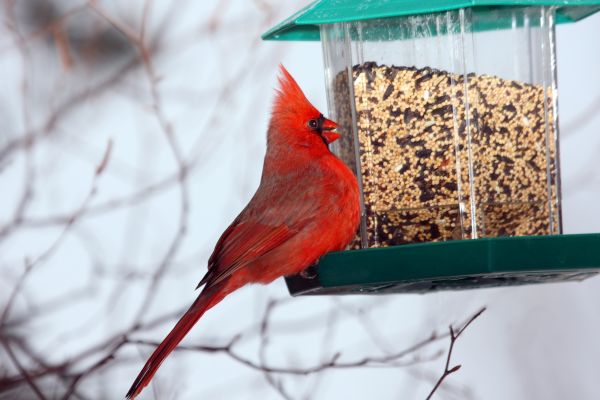 Bird Feeder Hanging in Metairie